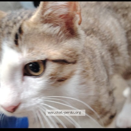 Photo de chat perdu à Montpellier