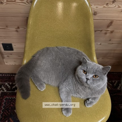 Photo de chat perdu à Payzac