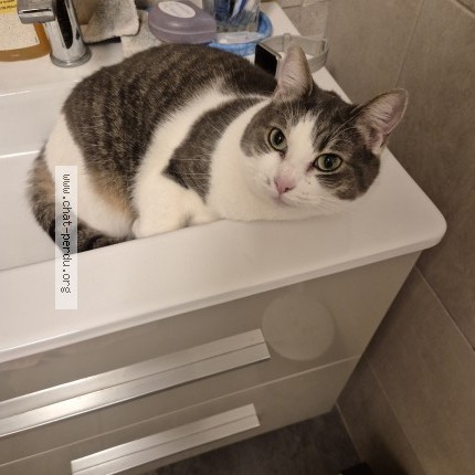 Photo 1/1 Chat retrouvé Perdu à Roubaix
