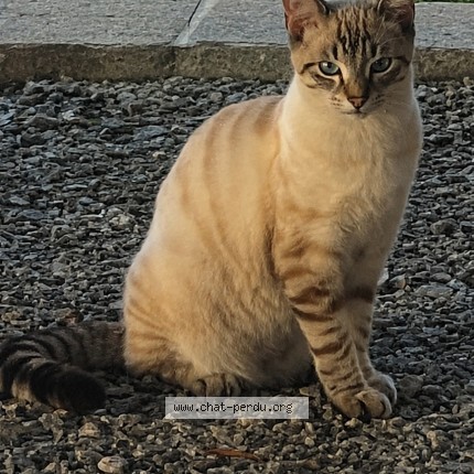 Photo 1/1 Ruby Chat perdu à Saint Nazaire