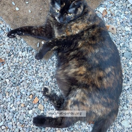 Photo 1/1 Seccotine Chat perdu à La Coucourde