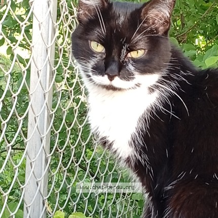 Photo de chat trouvé à Limas