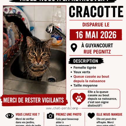 Photo 1/1 cracotte Chat perdu à Guyancourt