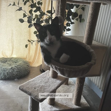 Photo 1/1 Zooma Chat perdu à La Chapelle Saint Mesmin