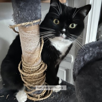 Photo 1/1 TOM Chat perdu à Roubaix
