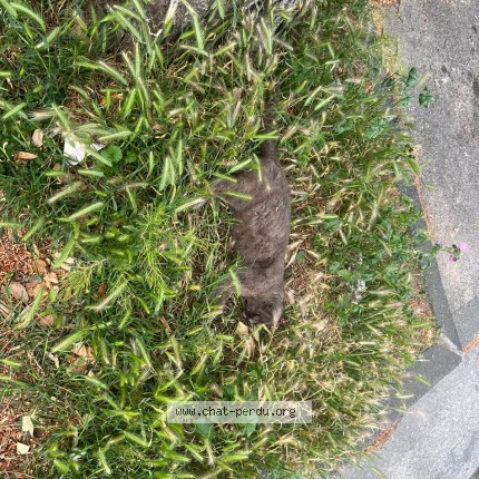 Photo de chat trouvé à Marseille