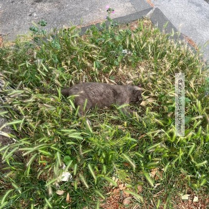 Photo 1/1 Chat trouvé Trouvé à Marseille