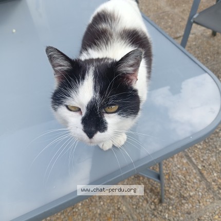 Photo 1/1 Chat trouvé Trouvé à Condat