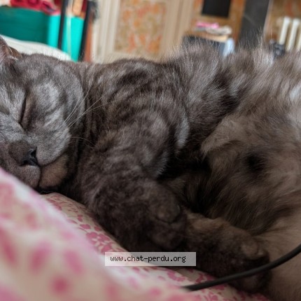 Photo 1/1 Gigi Chat perdu à Anderlecht