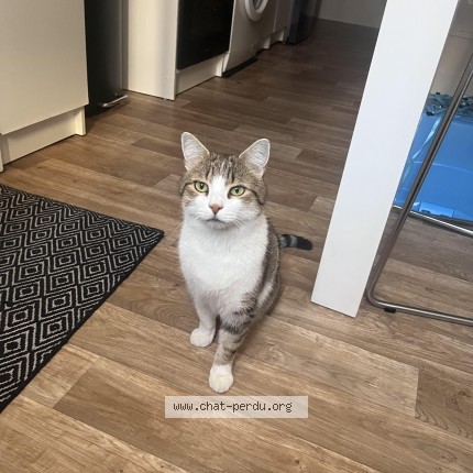 Photo 1/1 TOMY POGBA Chat perdu à Nievroz