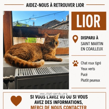 Photo 1/1 Lior Chat perdu à Saint Chamond