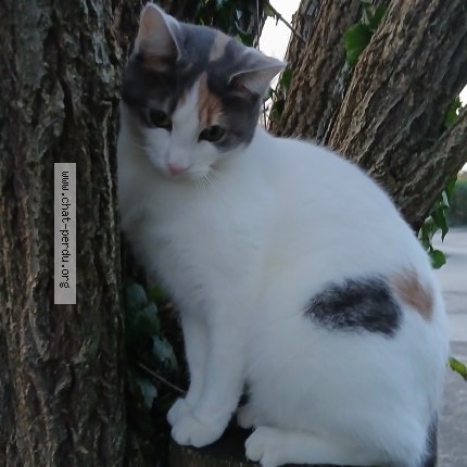 Photo 1/1 Gogolette Chat perdu à Reims