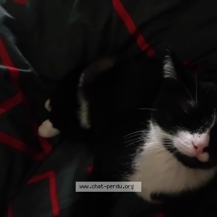 Photo 1/1 Loki Chat perdu à Deuil La Barre