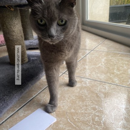 Photo 1/1 Chat trouvé Trouvé à Benouville
