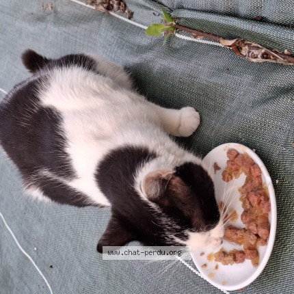 Photo 1/1 Chat trouvé Trouvé à Monteils