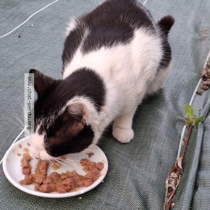 Photo 1/1 Chat trouvé Trouvé à Monteils