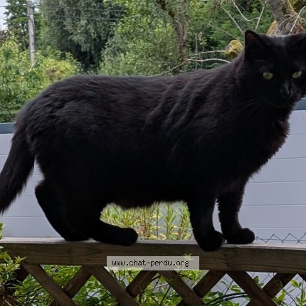 Photo 1/1 Oni Chat perdu à Diebolsheim