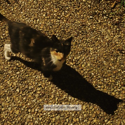 Photo de chat trouvé à Bias