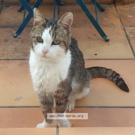 Photo 1/1 Chat trouvé Trouvé à Paris