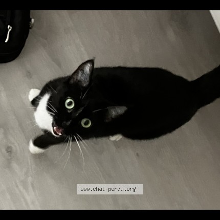 Photo de chat perdu à Nantes