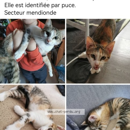 Photo de chat perdu à Mendionde