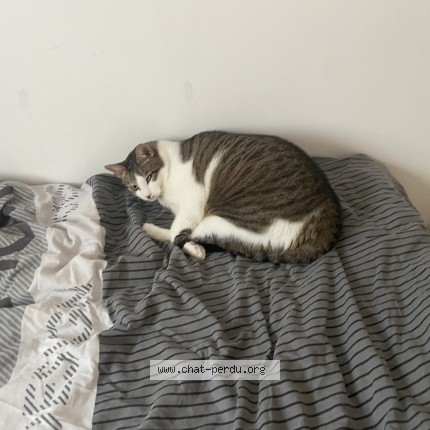 Photo de chat perdu à Lyon 9