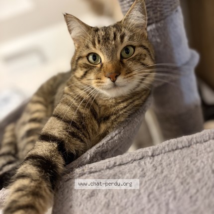 Photo de chat perdu à Villeveques