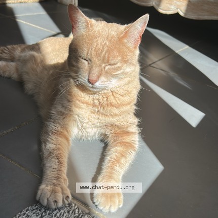 Photo de chat perdu à Marseille