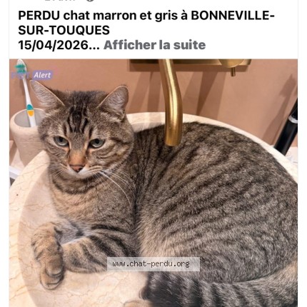 Photo de chat perdu à Bonneville Sur Touques