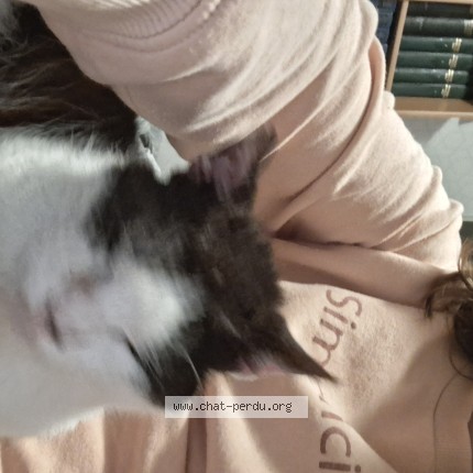 Photo de chat trouvé à Arnac La Poste