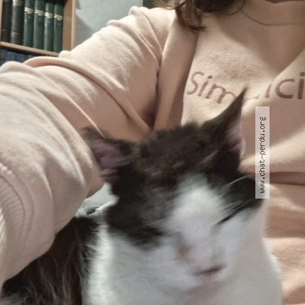 Photo 1/1 Chat trouvé Trouvé à Arnac La Poste