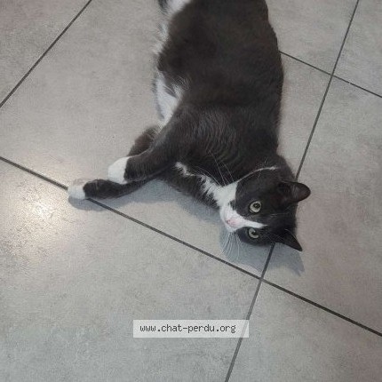 Photo de chat perdu à Marseille