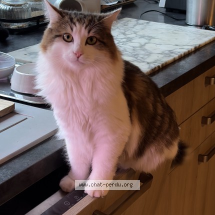 Photo de chat perdu à Pre En Pail Saint Samson