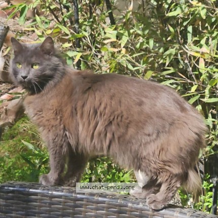 Photo de chat perdu à Agde