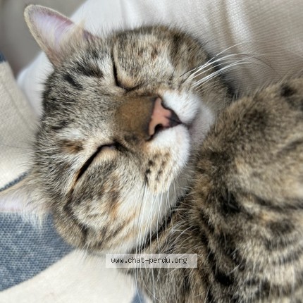 Photo de chat perdu à Les Aires