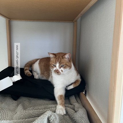 Photo de chat perdu à Saint Romain En Jarez