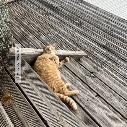 Photo 1/1 garfield Chat perdu à Chazay D Azergues