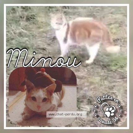 Photo de chat perdu à Longuyon