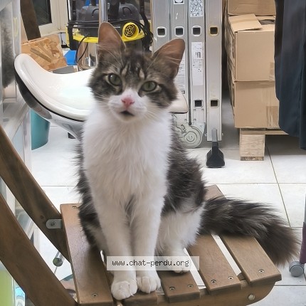 Photo de chat perdu à Verruyes