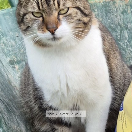 Photo de chat perdu à Blargies