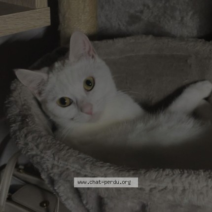 Photo de chat perdu à Bouglon
