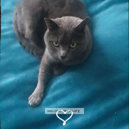 Photo 1/1 Doudouce Chat perdu à Nuits Saint Georges
