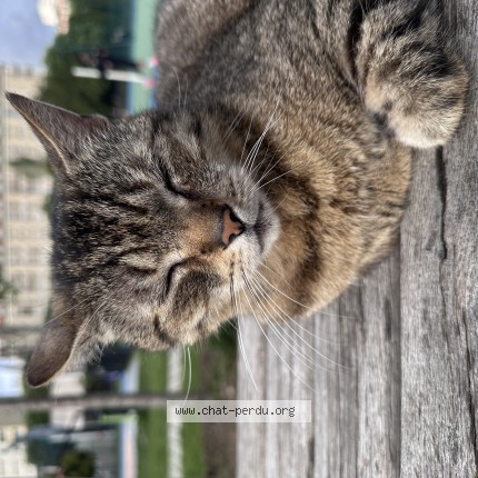 Photo 1/1 Chat trouvé Trouvé à Paris
