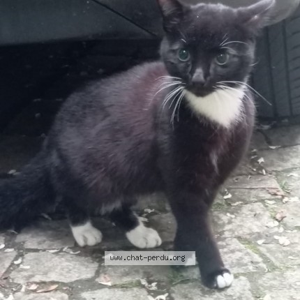 Photo 1/1 Chat trouvé Trouvé à Morlaix