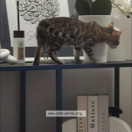 Photo 1/1 baguera Chat perdu à Vigneux Sur Seine