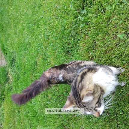 Photo 1/1 Chat trouvé Trouvé à Firminy