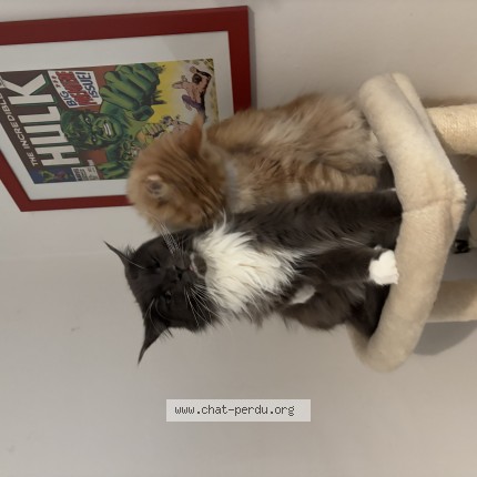 Photo de chat perdu à Bordeaux