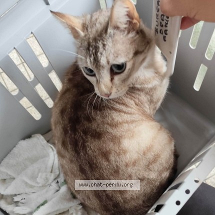 Photo de chat trouvé à Montauban