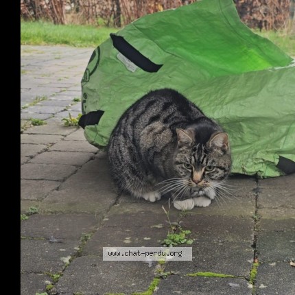 Photo 1/1 Pucy Chat perdu à Vedrin