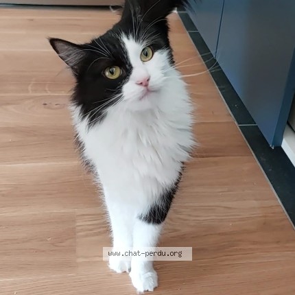 Photo 1/1 Zélis Chat perdu à Fontenay Sous Bois